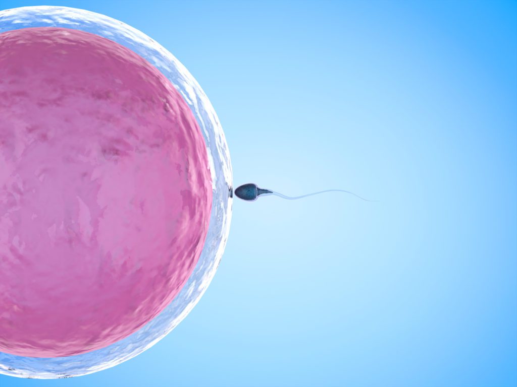Image of a sperm attaching to a female egg