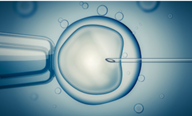 A needle delicately pierces a cell, encapsulated by a droplet, set against a blue backdrop with tiny bubbles—a scene reminiscent of an IVF procedure in a microscopic laboratory setting.