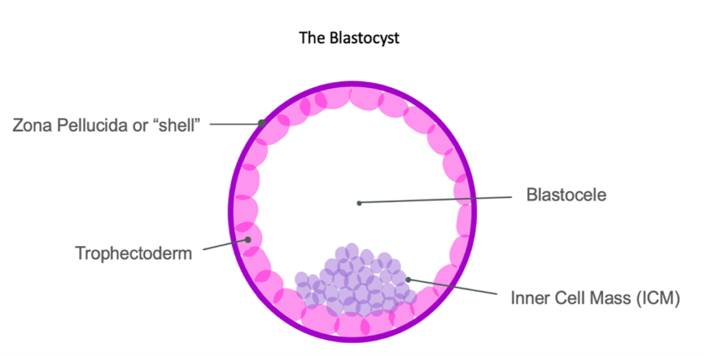 Diagram of a blastocyst, often observed in IVF procedures, with labeled parts: a pink outer layer titled Zona Pellucida or shell, a ring labeled Trophectoderm beneath it, a central cavity labeled Blastocoele, and a cluster labeled Inner Cell Mass (ICM).